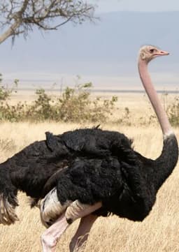 Ostrich