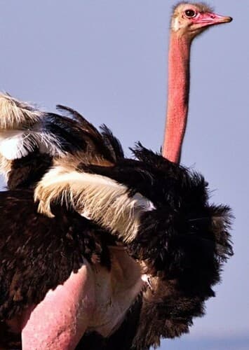 Ostrich