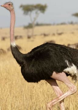 Ostrich