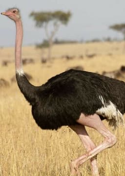 Ostrich
