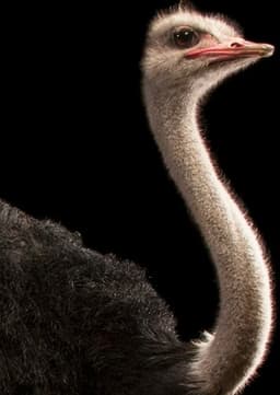 Ostrich