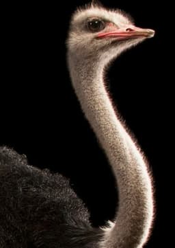 Ostrich