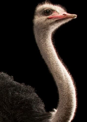 Ostrich