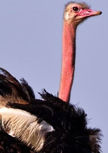 Ostrich