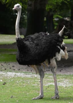 Ostrich