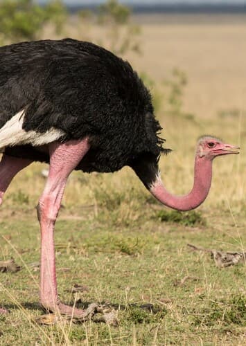 Ostrich