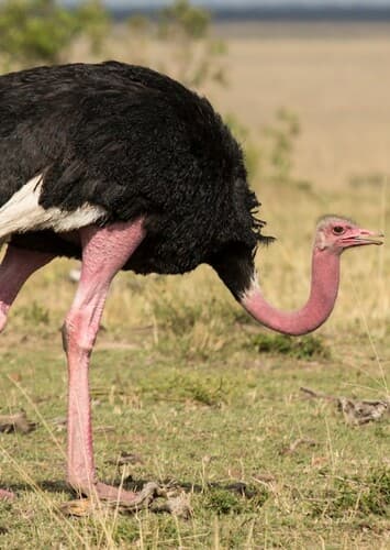 Ostrich