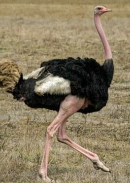 Ostrich