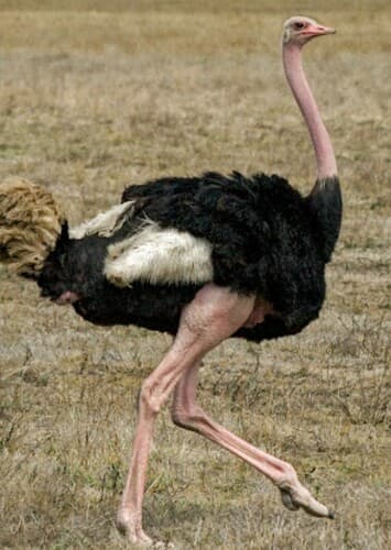 Ostrich