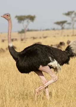 Ostrich