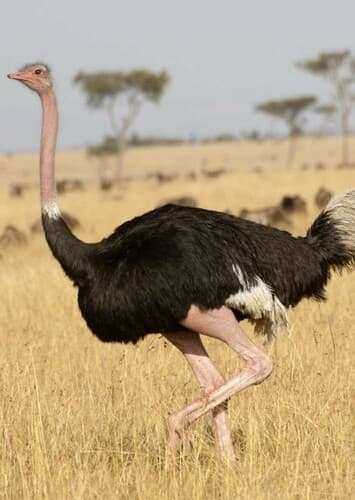 Ostrich