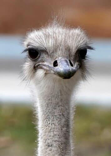 Ostrich