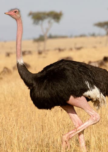 Ostrich
