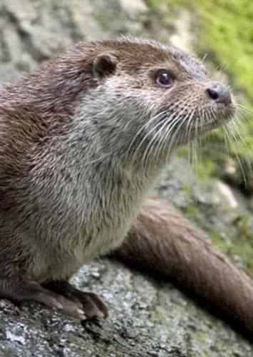 Otter