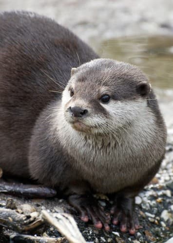 Otter