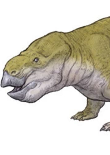 Oudenodon