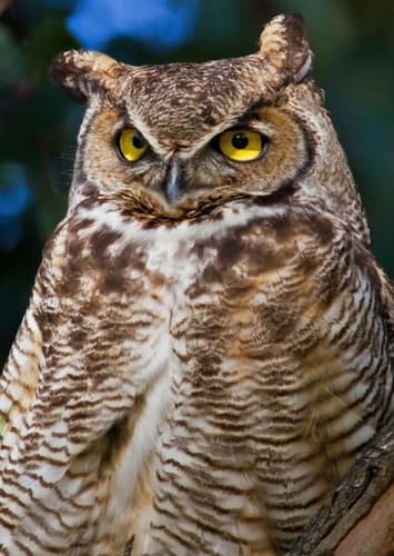 Owl
