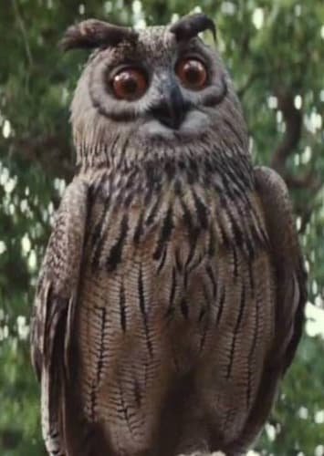 Owl (voice)