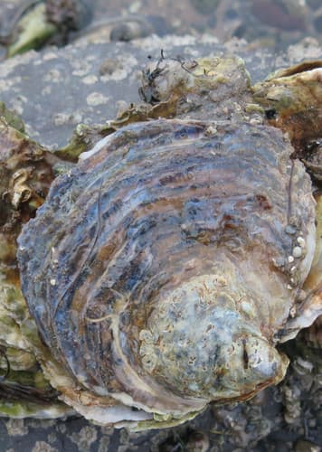 Oyster