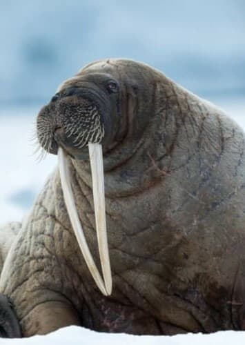Pacific Walrus