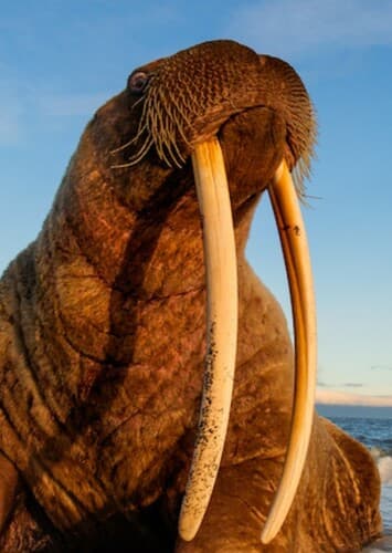 Pacific Walrus