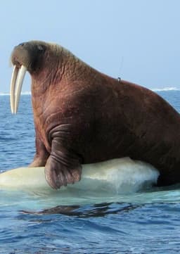 Walrus
