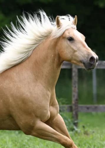 Palomino Horse