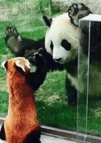 Panda, Red Panda