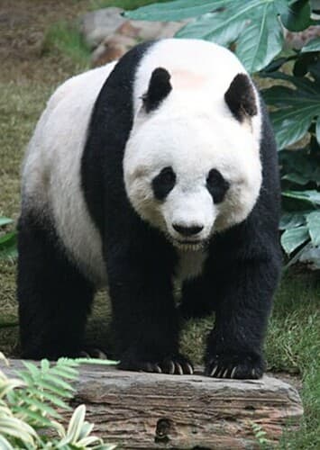 Panda
