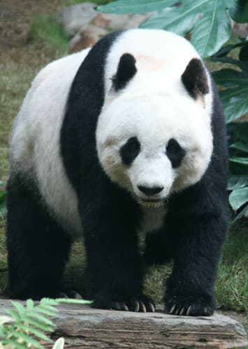 Panda