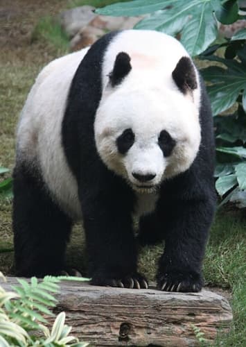 Pandas