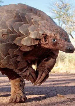 Pangolin