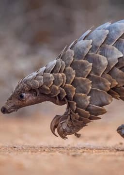 Pangolin