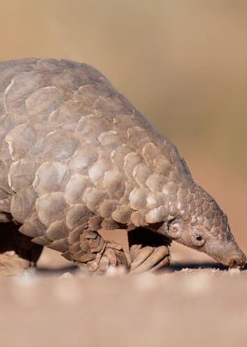 Pangolin