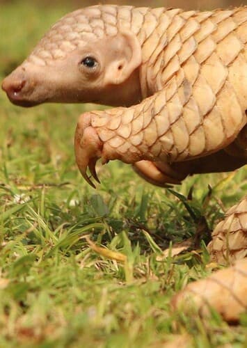 Pangolin