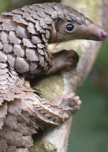 Pangolin