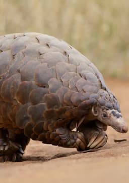 Pangolin