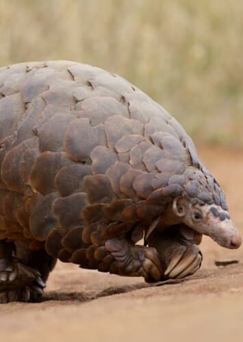 Pangolin