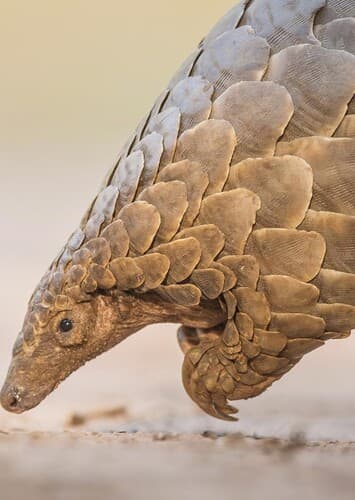 Pangolin