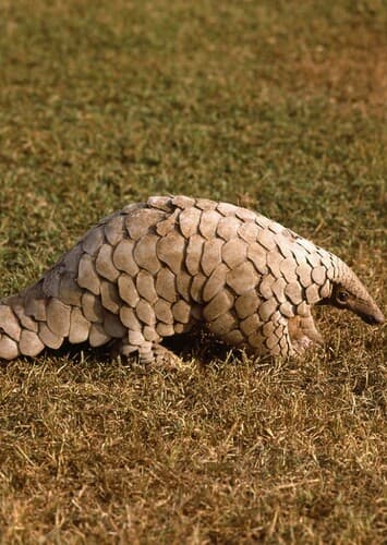 Pangolin