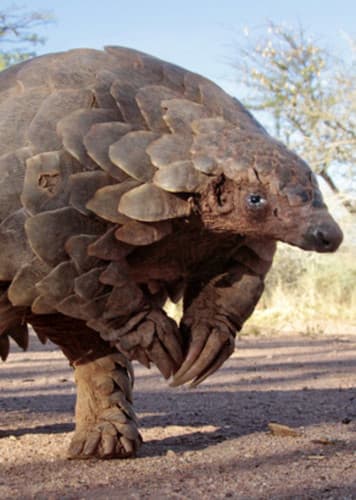 Pangolin