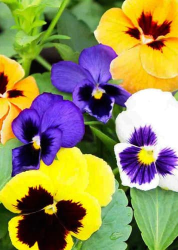 Pansy