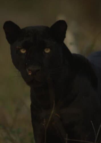Panther
