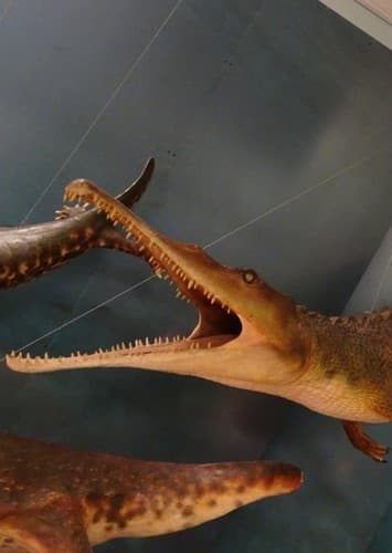 Parasuchus