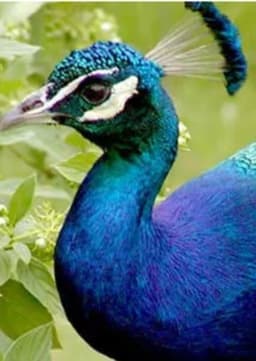 Peacock