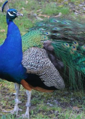 Peacock