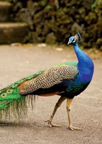 Peacock