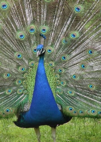 Peacock