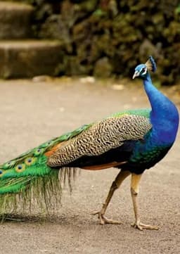 Peacock