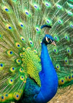 Peacock
